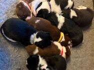 Border Collie Welpen - Wingst