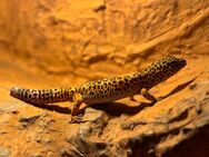 Leopardgecko Männchen - Dortmund