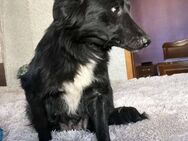 Lane Familienhund, mit Welpen gerettet - Blankenheim (Nordrhein-Westfalen)