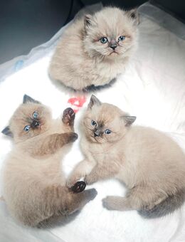 Britisch Kurzhaar Kater suchen Traumzuhause - Püttlingen