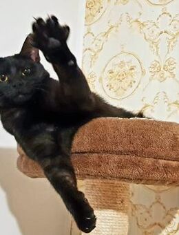 🆘NOTFALL ❣️Sumiko 💫 - Sanfte Schönheit - Eislingen (Fils)
