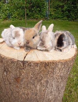 Zwergkaninchen, Mini Lop - Sagard