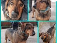 Dackel Mischling Karlo sucht zuhause - Margetshöchheim