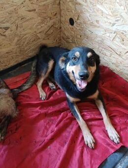 Paulchen; sollte in der Tötung sterben - Geilenkirchen