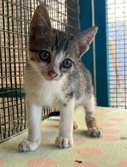 Lou aus dem Tierschutz - Grevenbroich