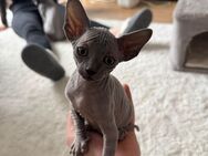 Schöne Sphynx Kitten - Köln