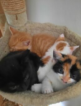 Süsse Kitten abzugeben - Dorfen Zentrum