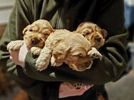 Reinrassige, rote Cocker Spaniel Welpen - Ludwigsfelde