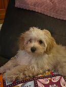 Toypudel-Pomeranian Welpen in 10585