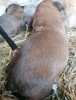 Eine kleine Hundedame sucht ein neues Zuhause - Uebigau-Wahrenbrück