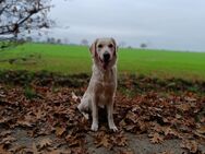 Wurfplanung Golden Retriever Welpen - Düren Zentrum