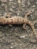 2 Fecherfingergeckos mit und auch ohne Terrarium zu verkaufen in 40629
