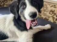 Rosi - Herdenschutzhund Mix Welpe - Schwaig (Nürnberg)