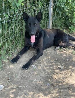 Brady leidet im Tierheim - Celle