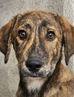 Fiyero, geb. ca. 07/2025, GRIECHENLAND - Euskirchen