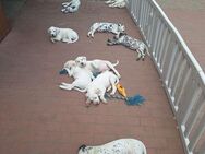 Dalmatiner-Labrador Welpen - Zerbst (Anhalt) Bornum