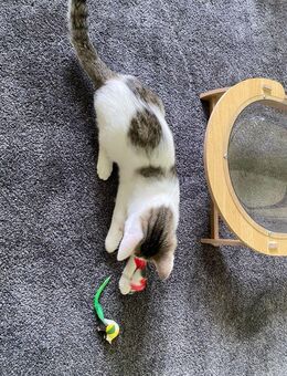 Katzenkinder EKH/BKH Mix zu verkaufen - Ohrdruf Zentrum