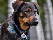 Ruhiges Zuhause für Miroscha gesucht - Duisburg