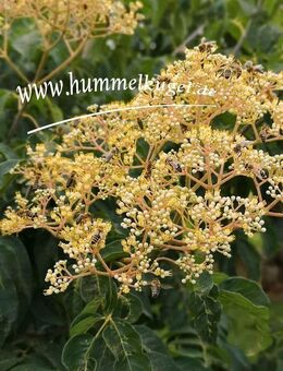 Bienenbaum ❗❗❗tetradium hupehensis - Rattenberg