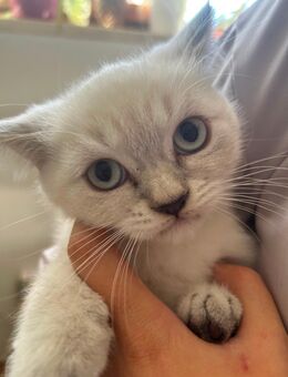 BKH KITTEN - Hausham