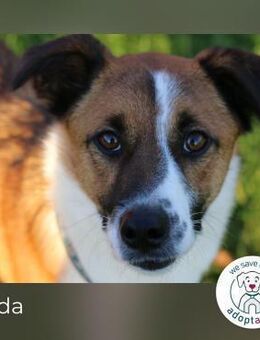 Koda: Sanfter Rüde sucht seine Menschen - Kirchzell