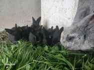 Kaninchen Babys Kaninchenbabys - Nordkirchen