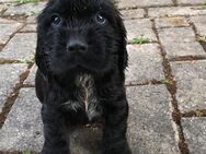 Cocker-Mix-Rüde sucht ein Zuhause - Wutha-Farnroda