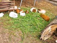 Meerschweinchen Jungtiere in Rabenstein abzugeben - Chemnitz
