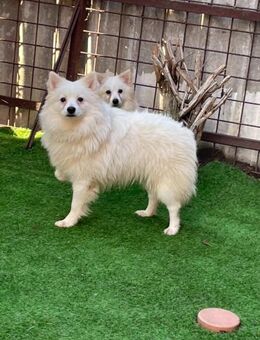 Ted SR Sensibler Spitz - Neustadt (Rübenberge)