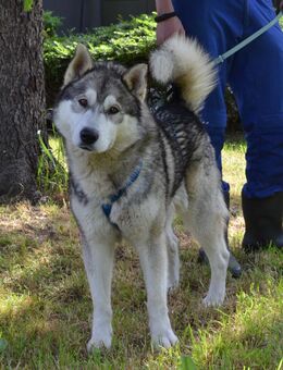 Dabo - Wunderschöner Husky-Mischling - Obertshausen