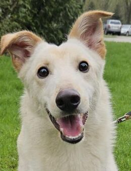 NOTFALL Idefix verlorene Freude - Obertshausen