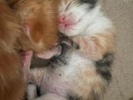 Main Coon Kitten mix - Zirndorf