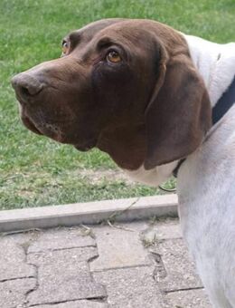 CANDY, w., kastr., Pointer-Mix, 60 cm - Sipplingen