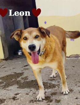 León Liebe auf vier Pfoten - Stein-Wingert