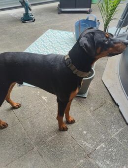 Dobermann Junghund - Wörth (Main)