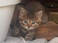 3 kleine Katzenbabys suchen noch ein zuhause.sind zwei Mädels und ein junge - Zeitz Nonnewitz