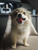 Zwergspitz Welpen nurnoch ein Weibchen sucht noch ihr Zuhause in 66640