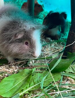 CH-Teddy Meerschweinchen - Teublitz