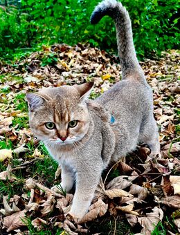 Deckkater - Dortmund