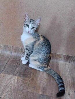 SISYL tagelang unter Auto versteckt - Augsburg