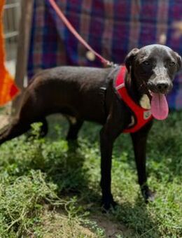 🐾Fröhlicher Junghund Blacky💫 - Eislingen (Fils)