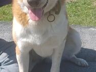Buddy 💙 sucht Happy-Home - Herxheim (Landau)