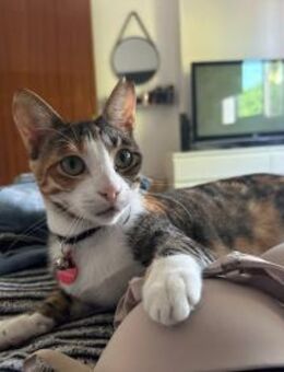 Laura - Schwesterherz von Felix - Kirchheim (München)