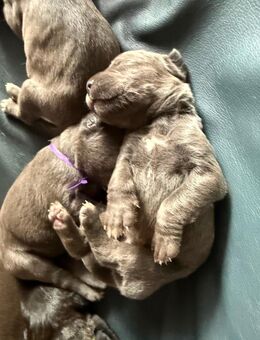 Cane Corso Welpen Besondere Farbe Musterung - Ditzingen Zentrum