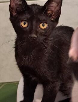 Ethel, ca. 3,5 Monate, Familie gesucht.. - Grimburg