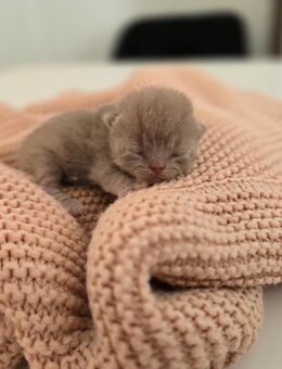 Wunderschöne BKH kitten Rosé-beige - Hannover