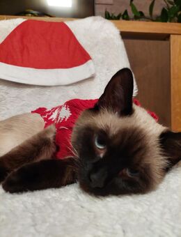 Siam Katze - Gehrden