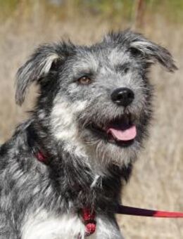 Luna sucht ein Zuhause - Kleinostheim