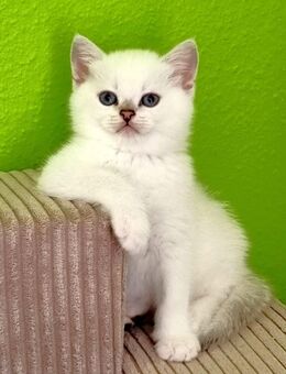 Supersüße Kitten mit blauen Augen BKH seal-silver-shaded-point ns 11 33 reinrassig! - Baden-Baden