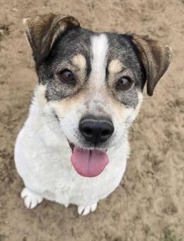 Twila - wie lange muss sie noch zittern? - Köln